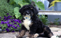 Bernedoodle dogs for sale: Jackson - Image 5