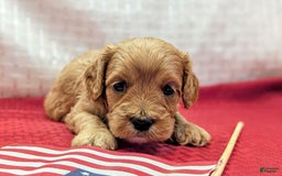 Cavapoo dogs for sale: Apollo - Image 14