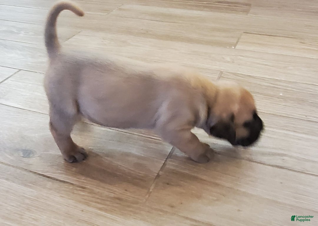 South African Boerboels dogs for sale: Simba - Image 3