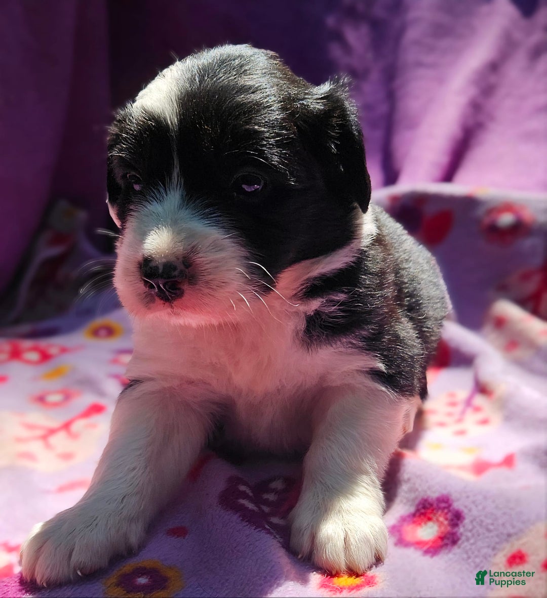 Border Collie dogs for sale: Ellie - Image 1