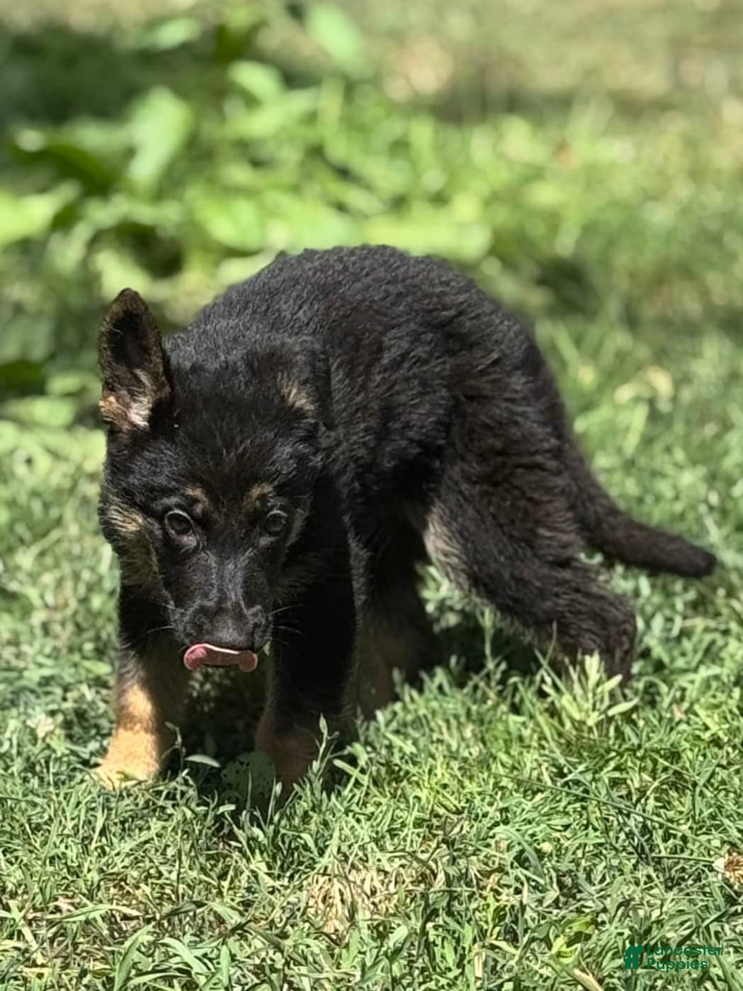 German Shepherd dogs for sale: Lola - Image 1