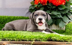 Great Dane dogs for sale: Karen - Image 27