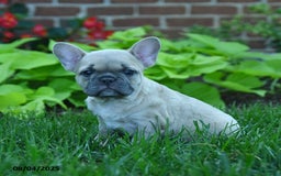 French Bulldog dogs for sale: Fanny - Image 2