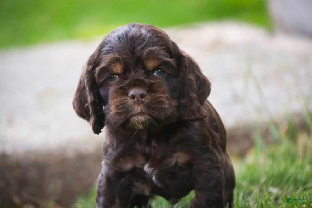 Cocker Spaniel dogs for sale: Dane - Image 16