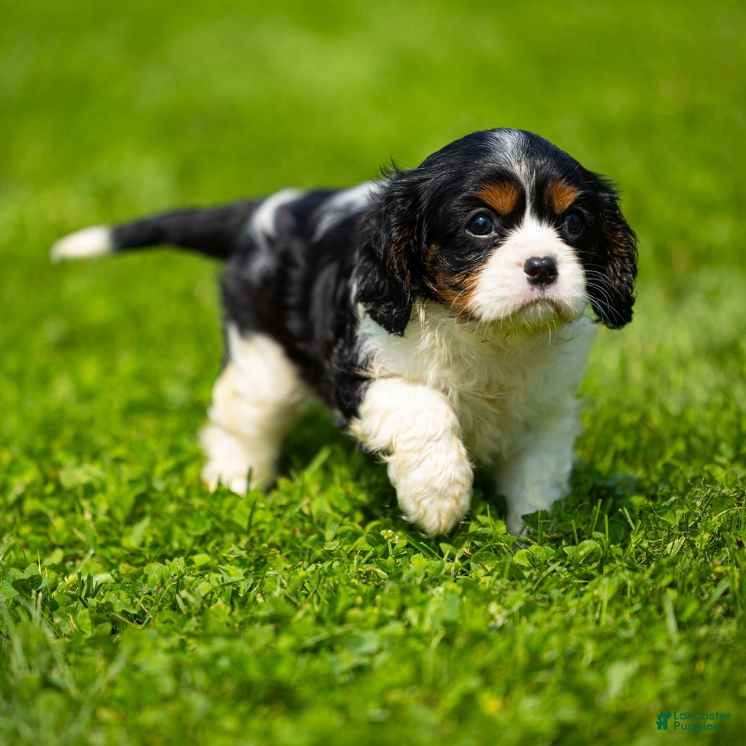 Cavalier King Charles Spaniel dogs for sale: Nila - Image 1