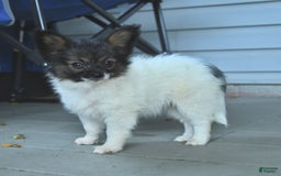 Papillon dogs for sale: Mia - Image 5