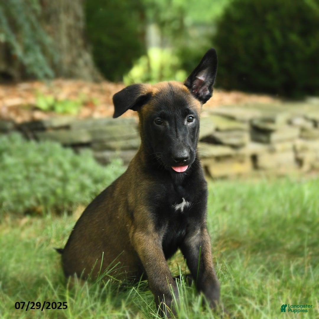 Belgian Malinois dogs for sale: Cherry - Image 3