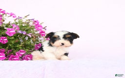 Yorkshire Terrier dogs for sale: Yorkshire Terrier 3 puppies - Image 1