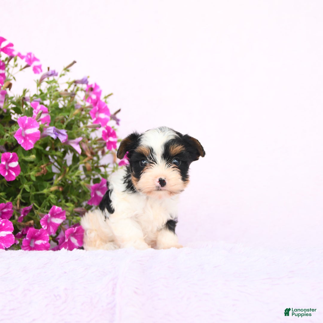 Yorkshire Terrier dogs for sale: Yorkshire Terrier 3 puppies - Image 1