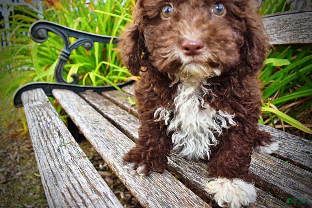 Havapoo dogs for sale: Bliss - Image 10