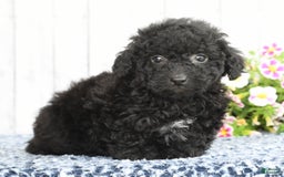 Havapoo dogs for sale: Alden - Image 1