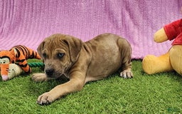 Catahoula Leopard Dog dogs for sale: Duchess 2025 Female 4 - Image 2