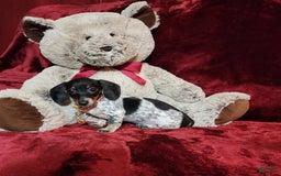Miniature Dachshund dogs for sale: DOTTIE - Image 6