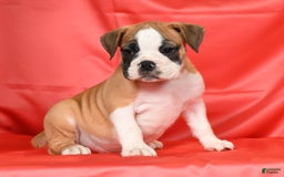 Beabull dogs for sale: Kenton - Image 9