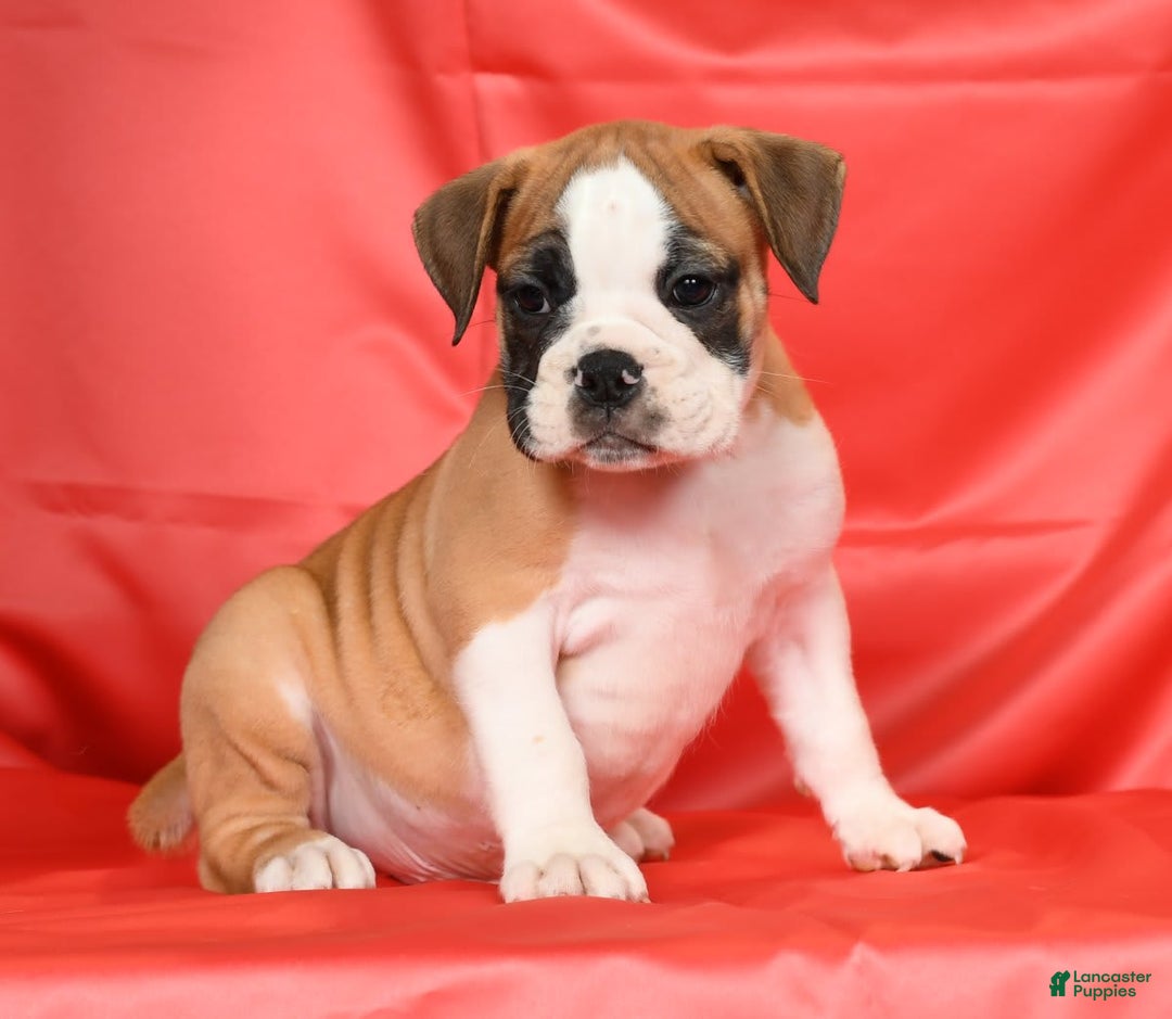 Beabull dogs for sale: Kenton - Image 9