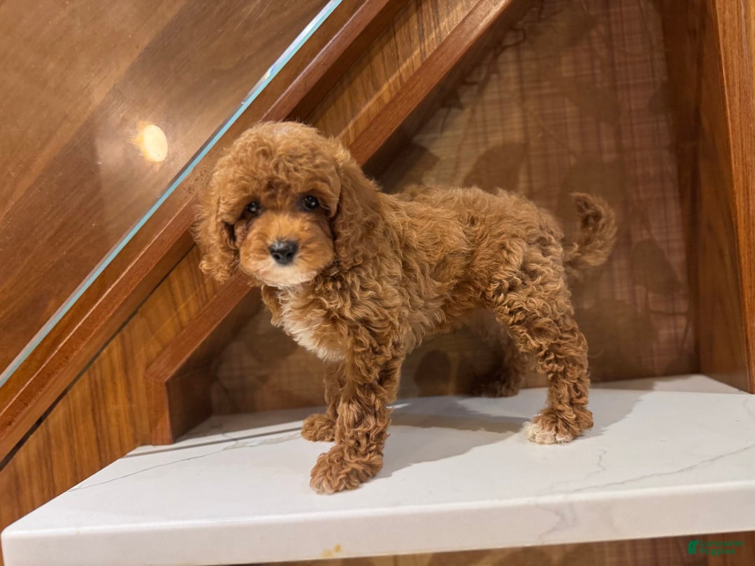 Cavapoo dogs for sale: Bebe - Image 3