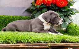 Great Dane dogs for sale: Karen - Image 22