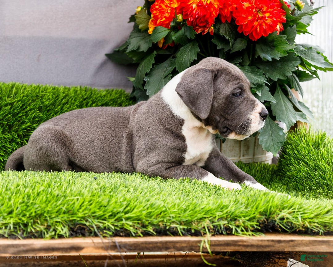 Great Dane dogs for sale: Karen - Image 22