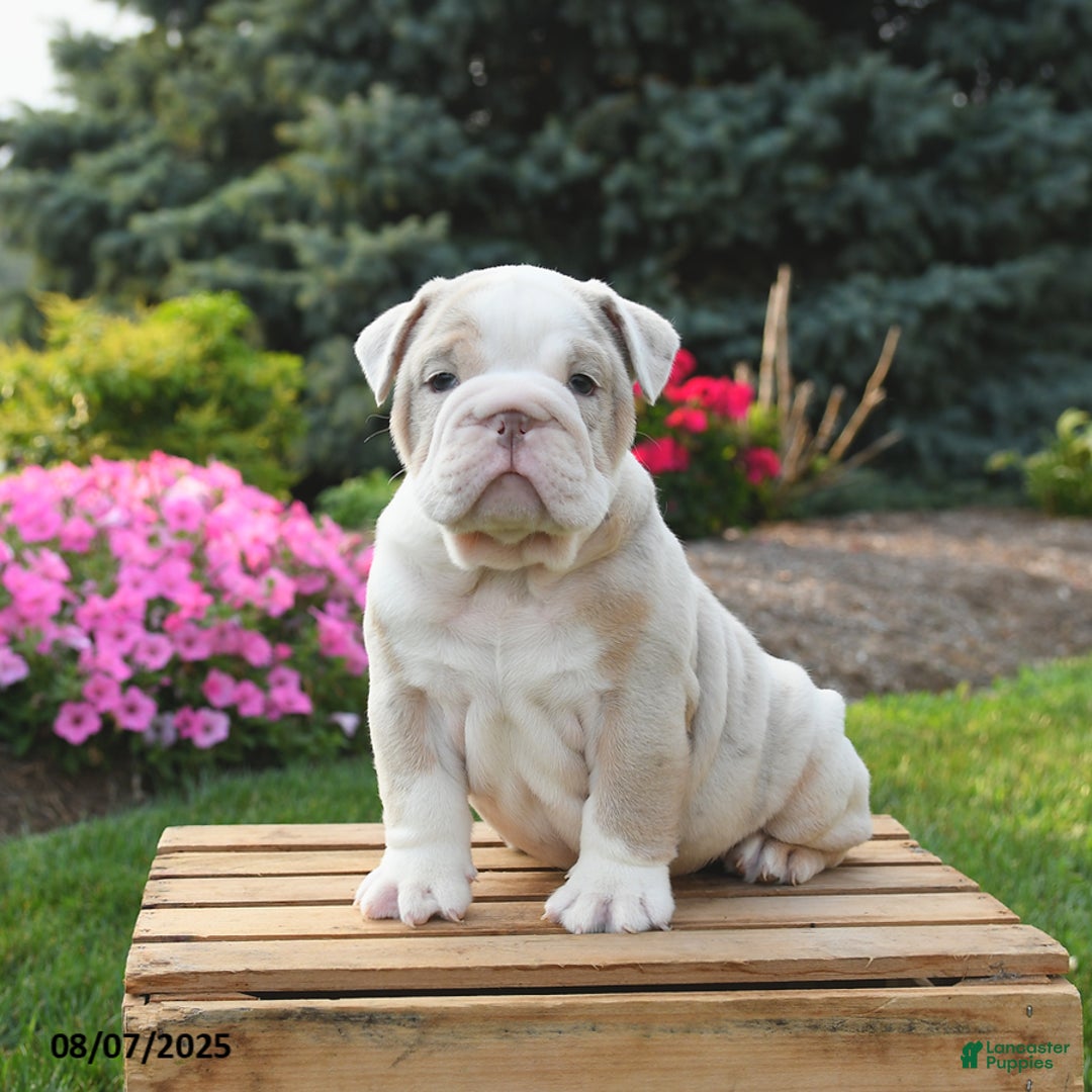 English Bulldog dogs for sale: English Bulldog 4 puppies - Image 6