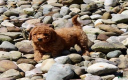 Mini Goldendoodle dogs for sale: Taylor - Image 2