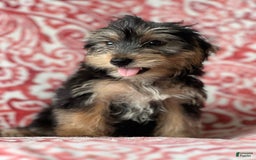 Morkie dogs for sale: James - Image 2