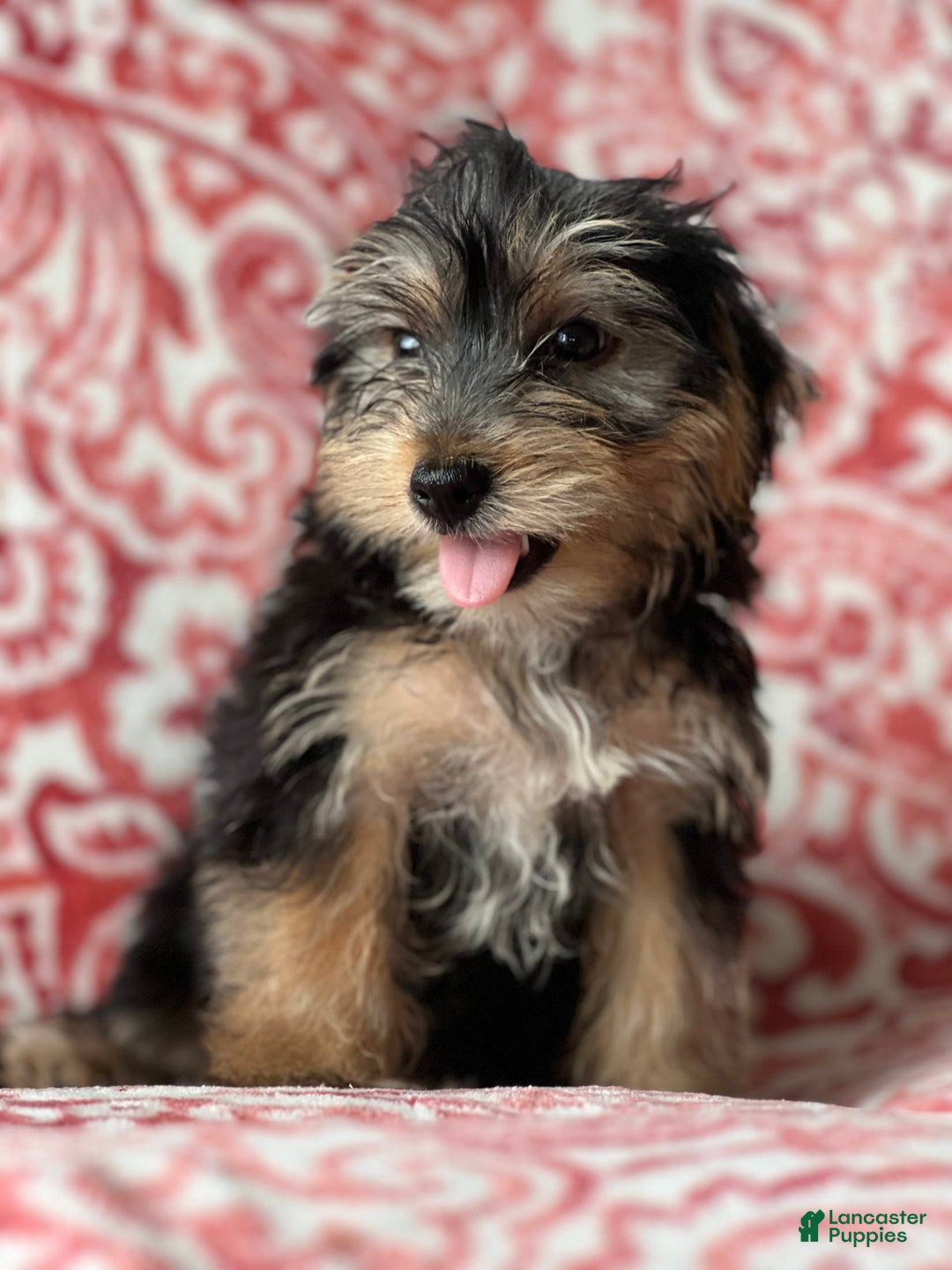 Morkie dogs for sale: James - Image 2