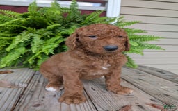 Goldendoodle dogs for sale: Cash - Image 8