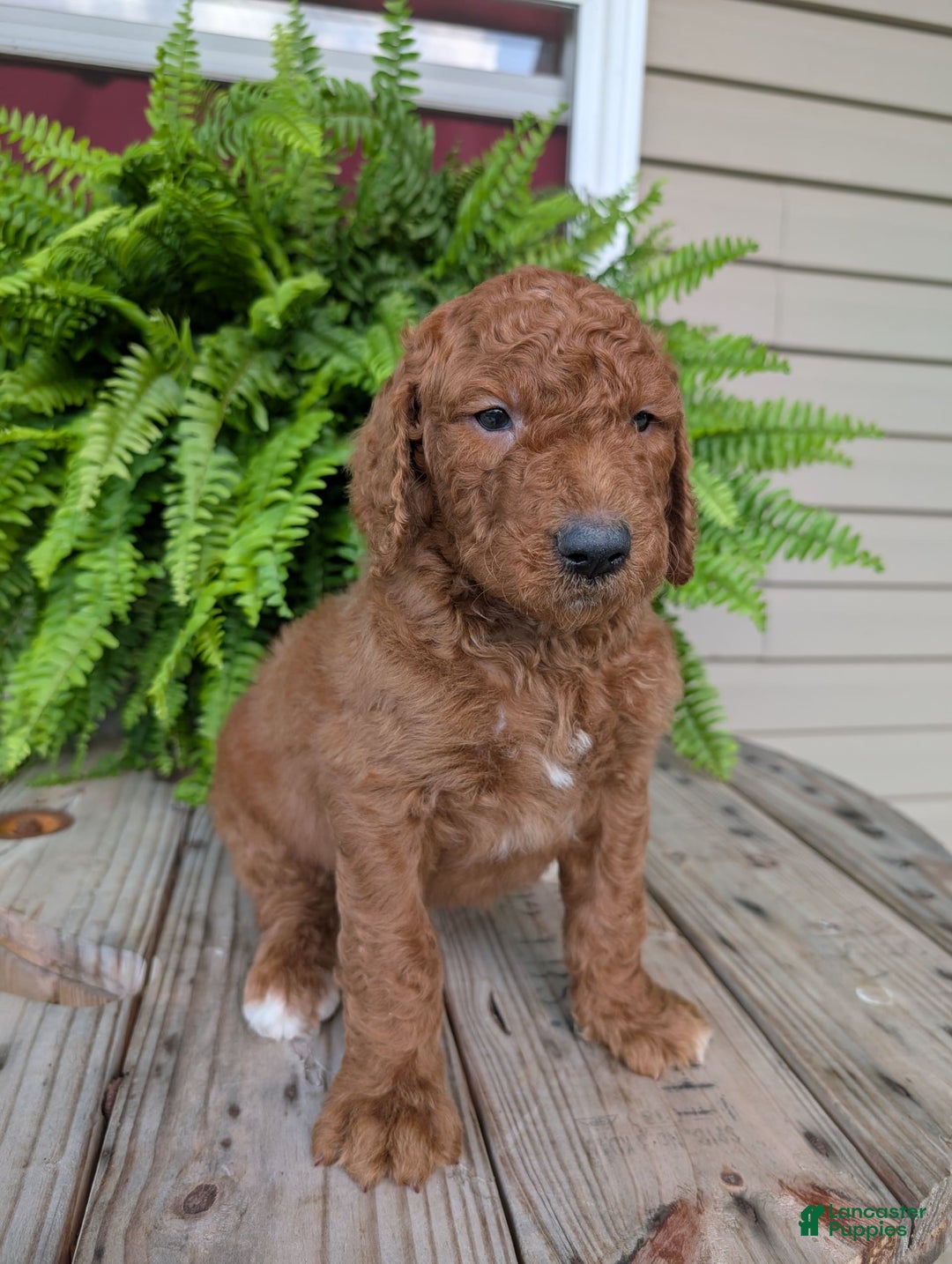 Goldendoodle dogs for sale: Cash - Image 8