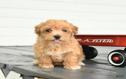 Maltipoo dogs for sale: River - Image 3