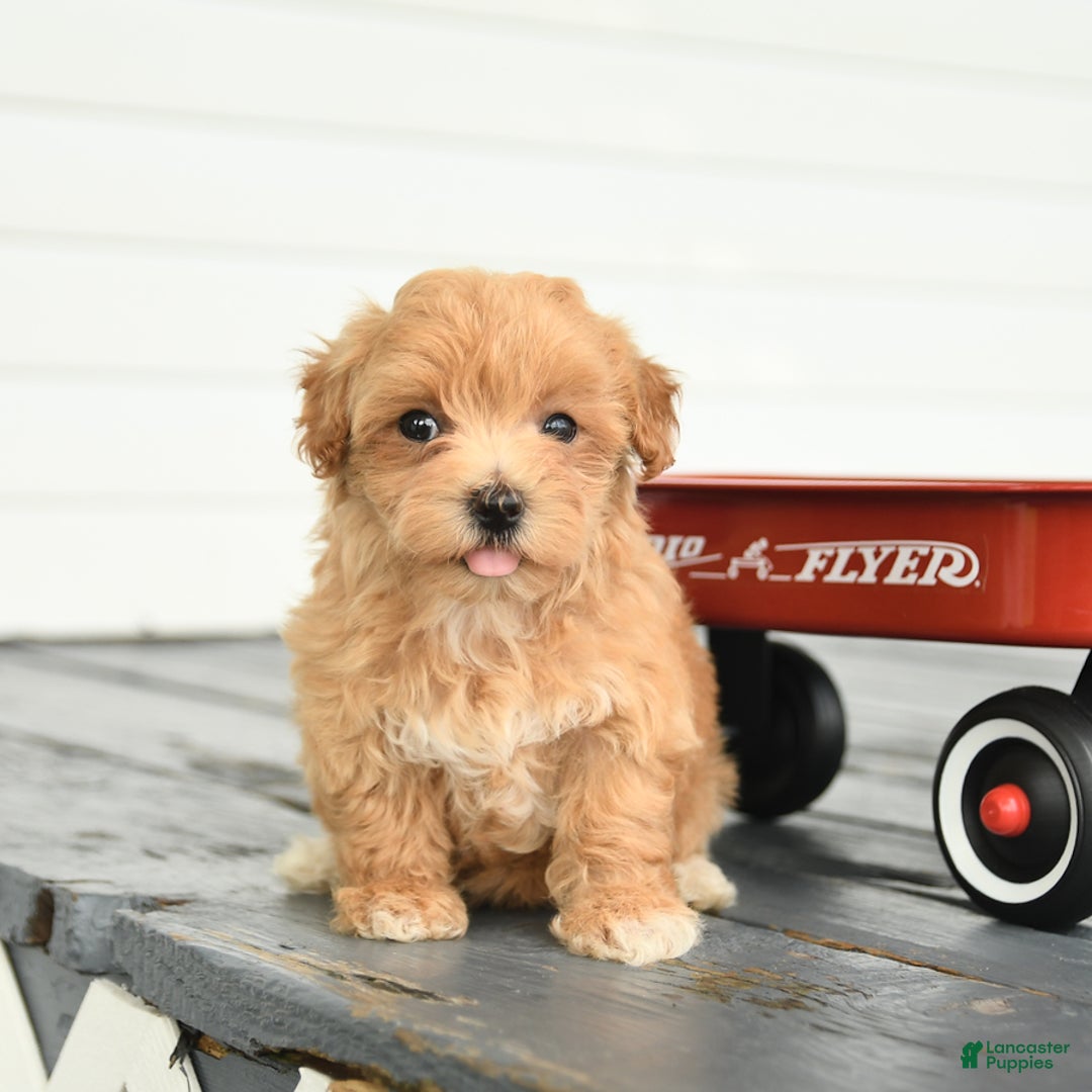 Maltipoo dogs for sale: River - Image 3