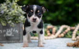 Chihuahua dogs for sale: Sparky - Image 3