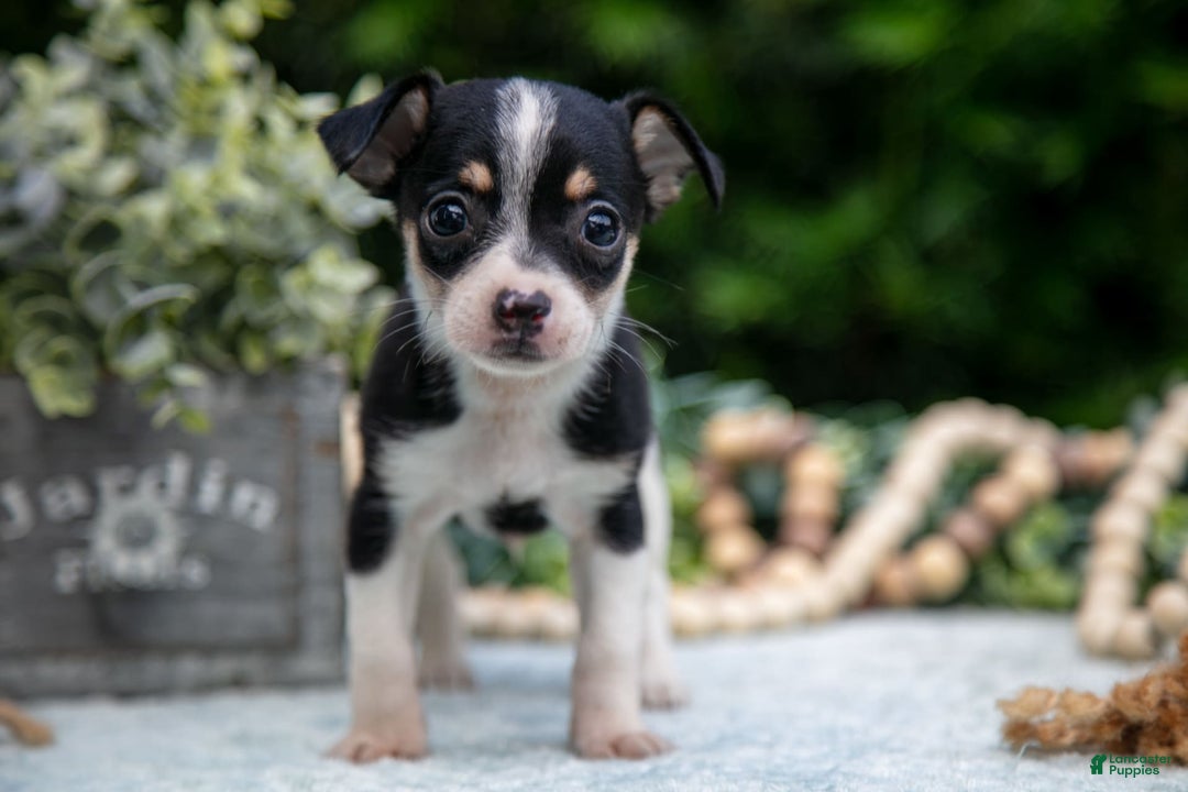 Chihuahua dogs for sale: Sparky - Image 3