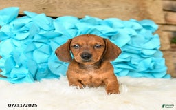 Miniature Dachshund dogs for sale: Big Red - Image 2