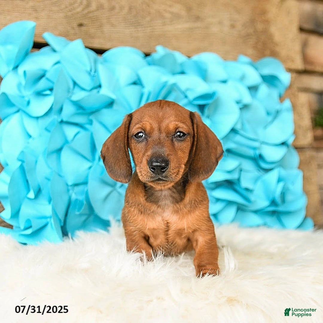 Miniature Dachshund dogs for sale: Big Red - Image 2