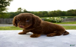 Miniature Dachshund dogs for sale: Spencer - Image 9
