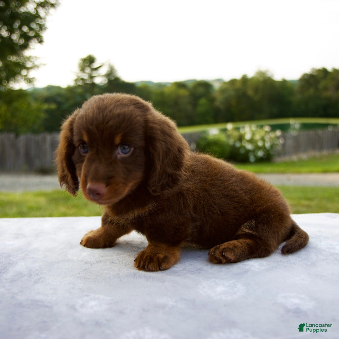 Miniature Dachshund dogs for sale: Spencer - Image 9