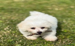 Bichon Frise dogs for sale: Prince - Image 5