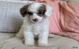Standard Poodle dogs for sale: Addy Chocolate Tri Merle Parti - Image 3