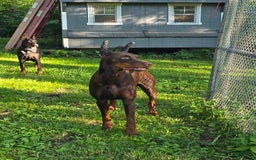 Doberman Pinscher dogs for sale: Zeus - Image 4