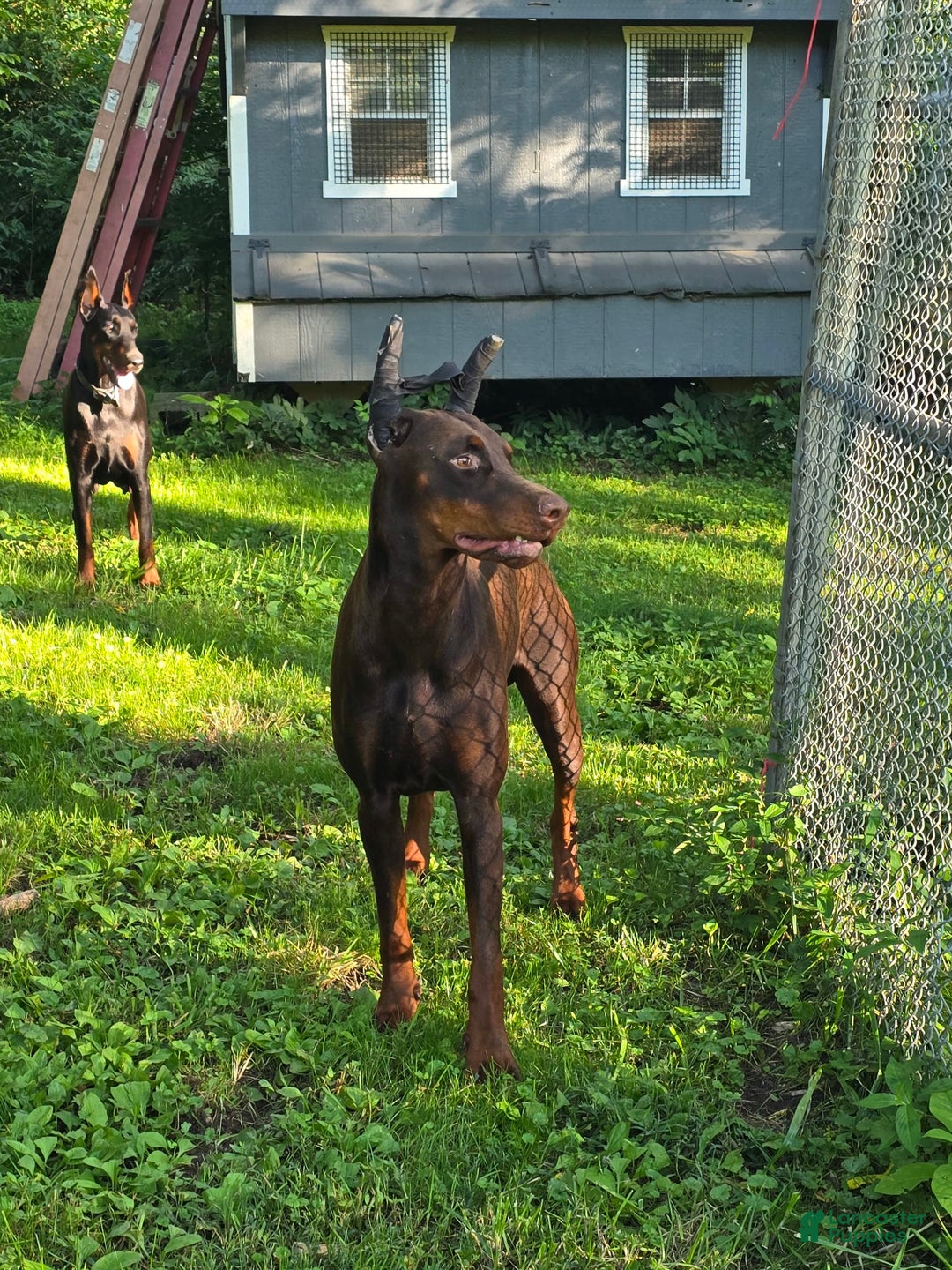 Doberman Pinscher dogs for sale: Zeus - Image 4