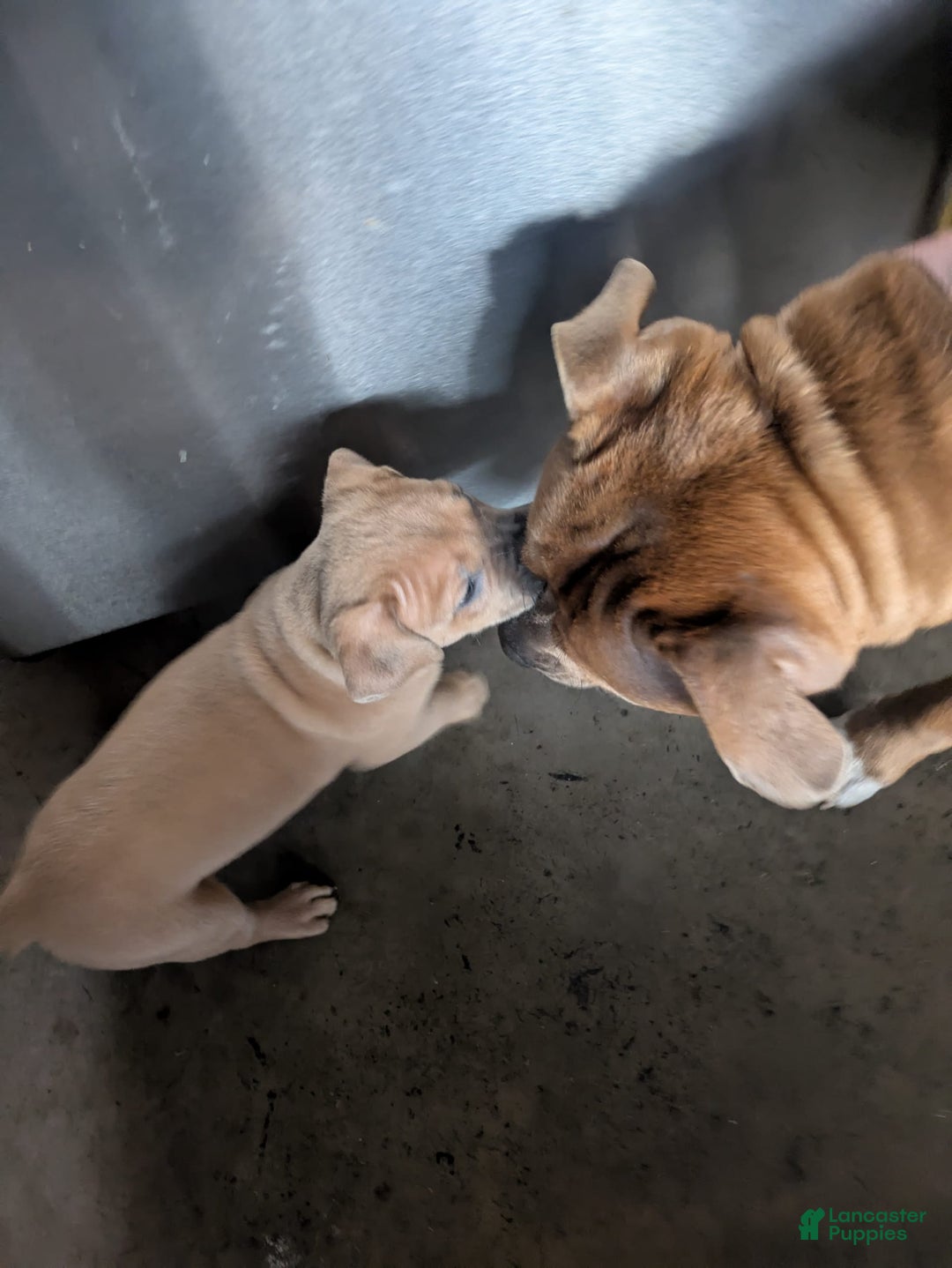 American Pit Bull Terrier dogs for sale: Ham Samy - Image 5