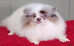 Pomeranian dogs for sale: Marley - Image 3
