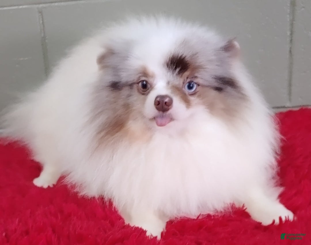Pomeranian dogs for sale: Marley - Image 3