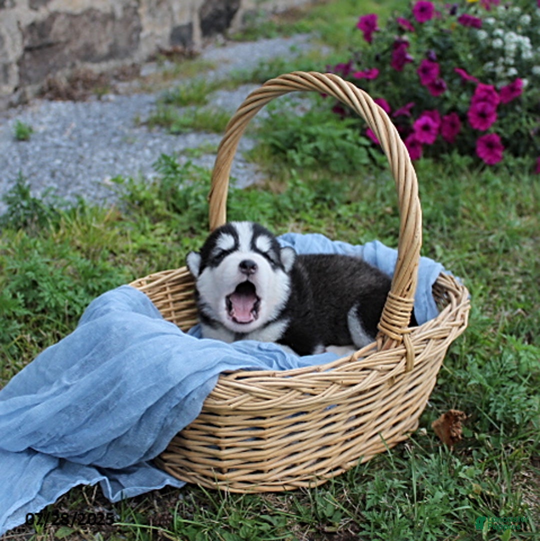 Alaskan Malamute dogs for sale: Willow - Image 4