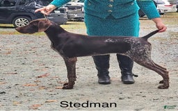 German Shorthaired Pointer dogs for sale: Lacey male - Image 4