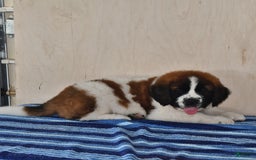 Saint Bernard dogs for sale: Saint Bernard 3 puppies - Image 4