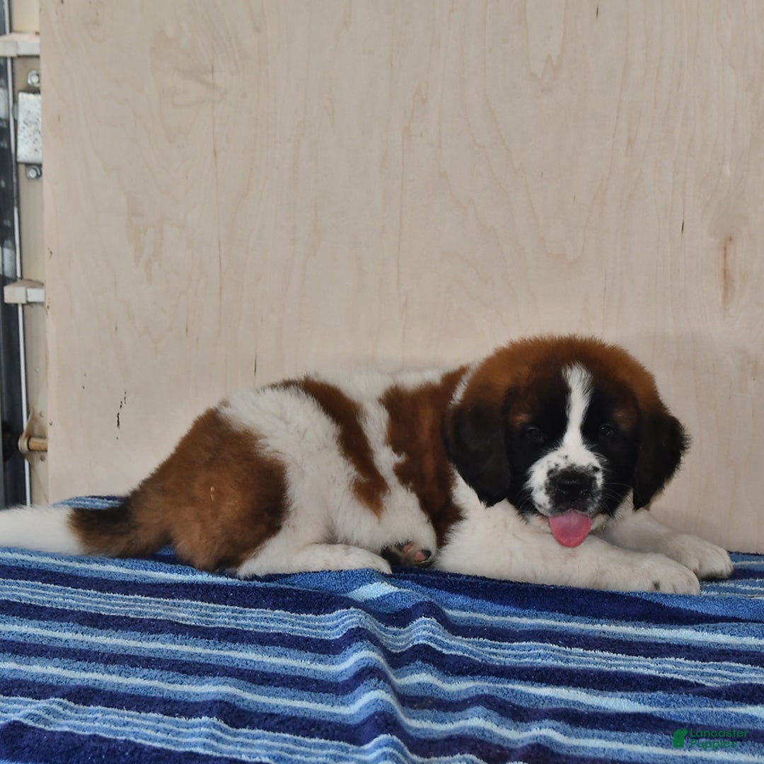 Saint Bernard dogs for sale: Saint Bernard 3 puppies - Image 4