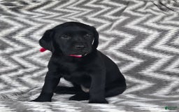 Labrador Retriever dogs for sale: Chelsea - Image 8