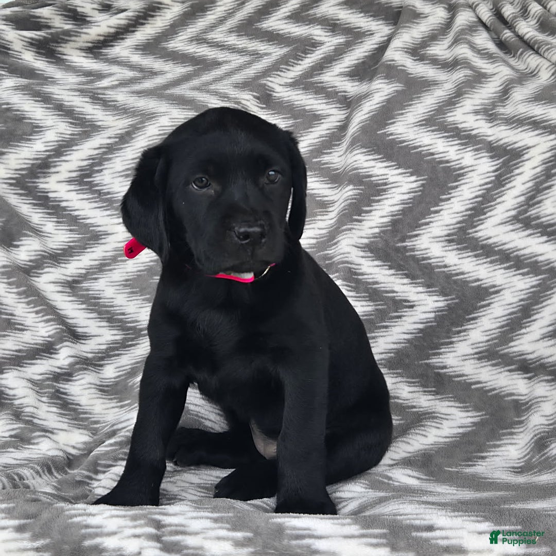 Labrador Retriever dogs for sale: Chelsea - Image 8