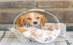 Miniature Dachshund dogs for sale: Wade - Image 2